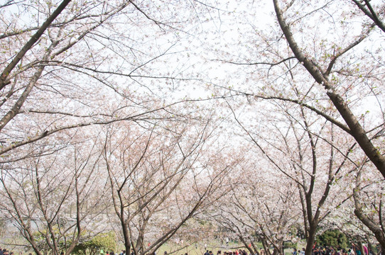 樱花