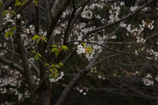 樱花