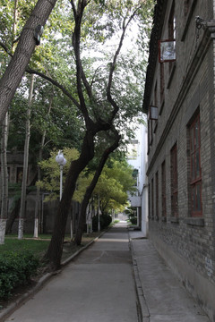 河大校园路