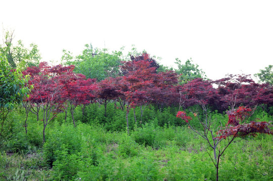 景观树  红树叶