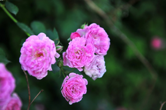 粉色花 月季花