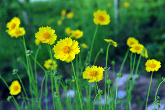 黄花 公园花草 绿化带