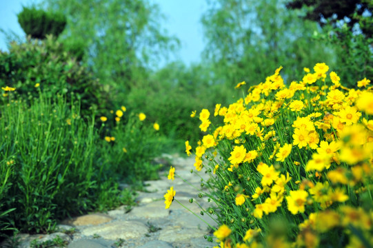 公园花草 花海