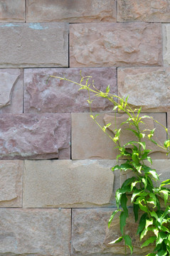 石墙 植物