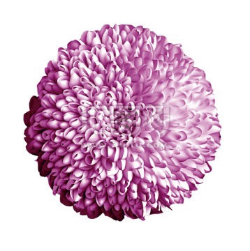 紫花苞