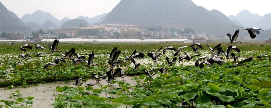 安龙招堤湿地公园 钳嘴鹳 候鸟