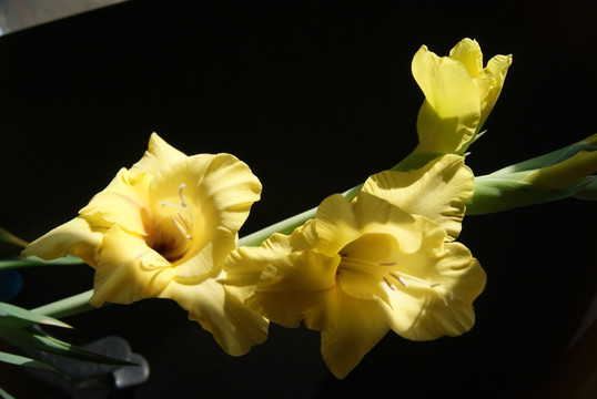 黄色扁竹莲花