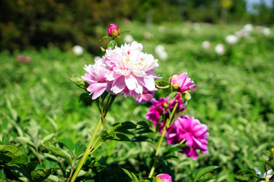 芍药