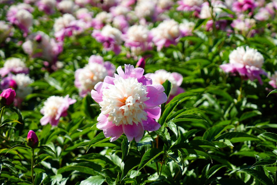 芍药