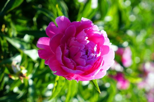 芍药