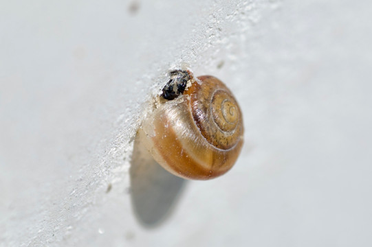 蜗牛