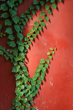 红墙绿叶素材