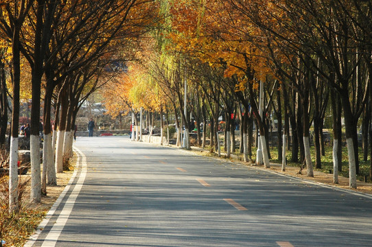 秋天道路