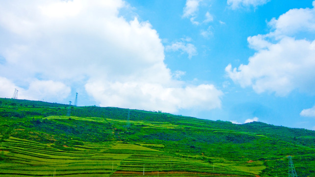 麦地  山地