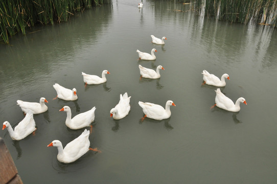 一群游泳的白鹅