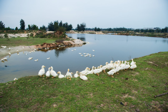 小鸭子