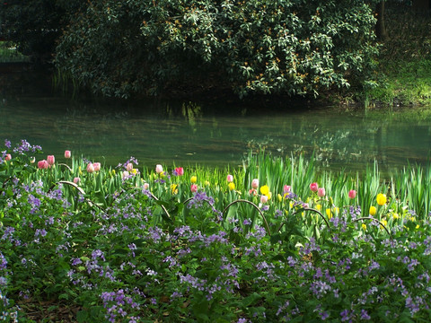湖边郁金香 湖畔野花 水边花朵