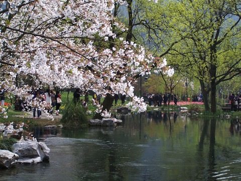 水边樱花 湖畔樱花