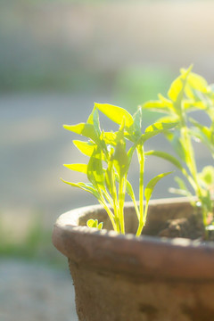 盆栽蔬菜