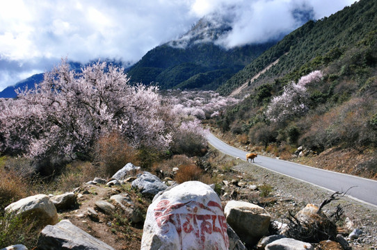 林芝挑花公路