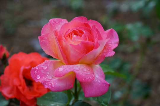 月季花