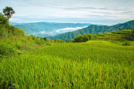 溆浦山背花瑶梯田