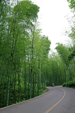 竹林风景