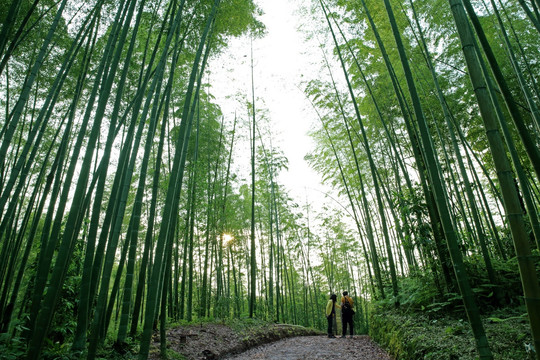 竹林深处