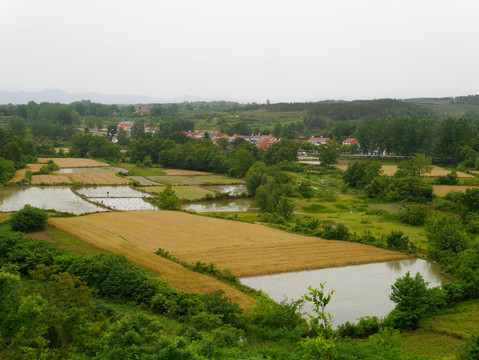 麦田