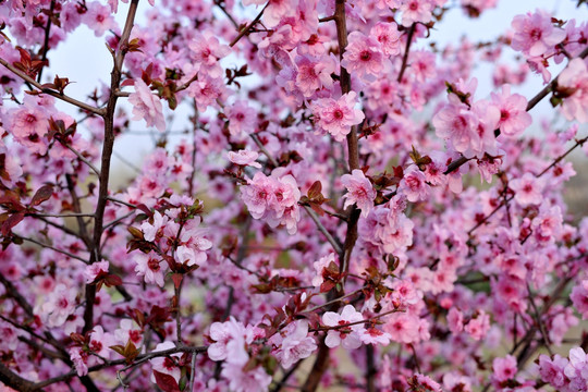 樱花