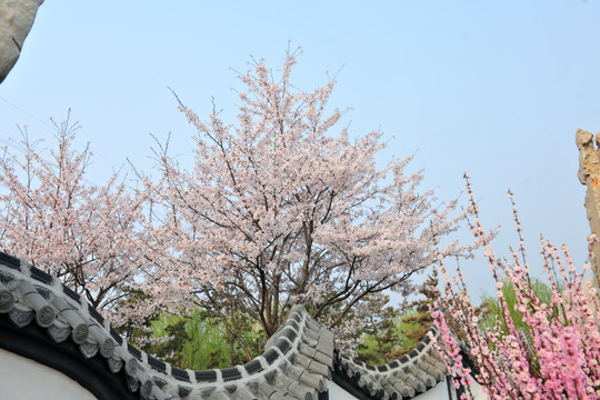 樱花树  樱花