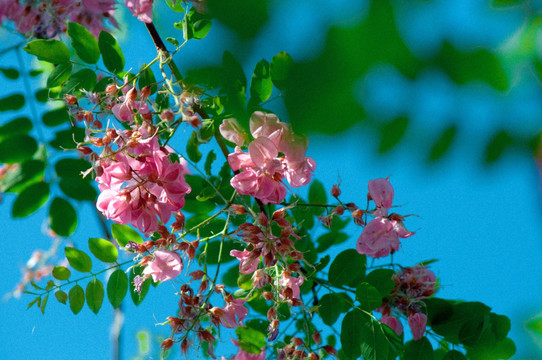 洋槐花