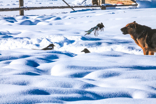 雪地狗狗和喜鹊