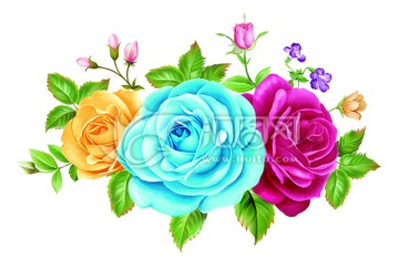 蓝红玫瑰花