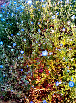 花草