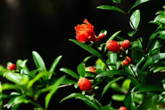 石榴花开