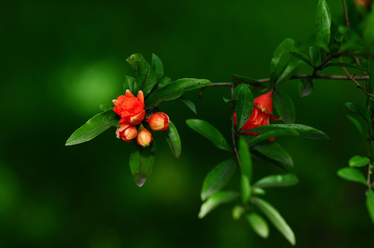 石榴花开