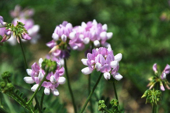 花 野豌豆 豌豆花