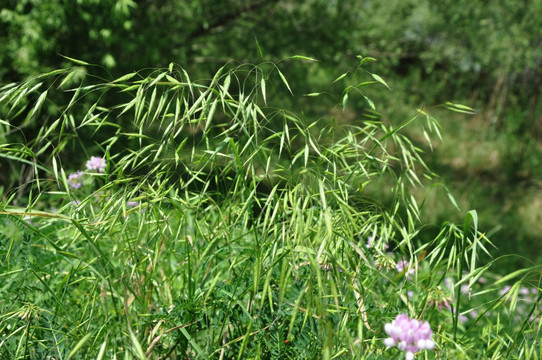 花 野草地 豌豆花