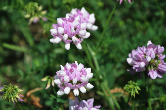 豌豆花 野花