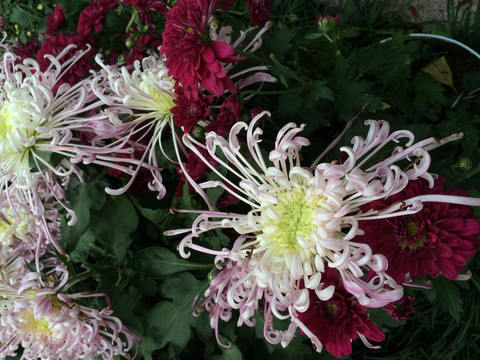 菊花 花卉