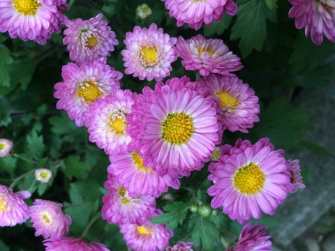 菊花 花卉