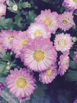 菊花 花卉
