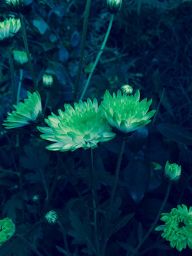 菊花 花卉