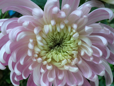 菊花 花卉