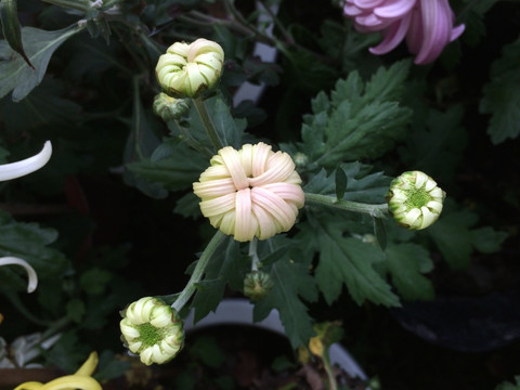 菊花 花卉
