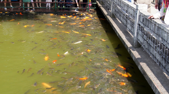 鲤鱼池