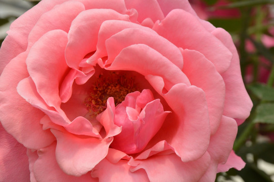 月季花