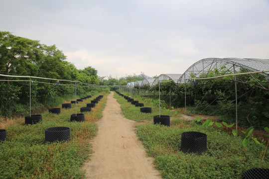 葡萄 果园 提子 植物 采摘