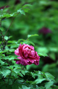 牡丹花